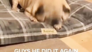 Funny pet compilation