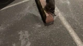 A raccoon wants to touch