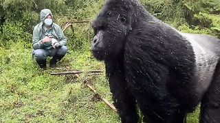 A gorilla punches his chest