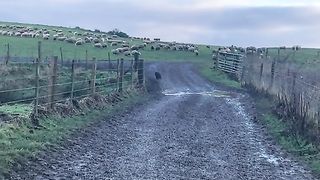 Amazing videos vol 20