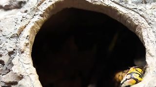 Amazing videos vol 22