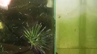 Aquarioss