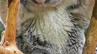 Interesting animal facts part 2