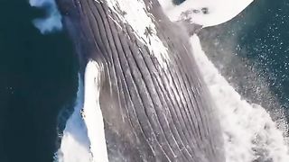 Amazing videos vol 24