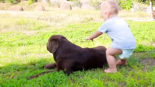 Pure Love! Baby's Sweet Labrador Retriever Hug!