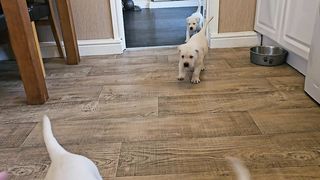 Mopsie puppies 10th December 2023