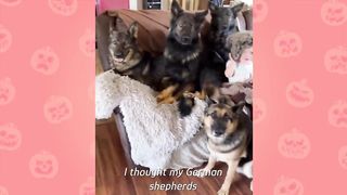 Huge German Shepherds Think Tiny Baby Is Their Puppy | Cuddle Buddies