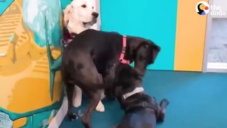 Service Dog Wasn't Playful — Until He Met His Kitten Sister | The Dodo