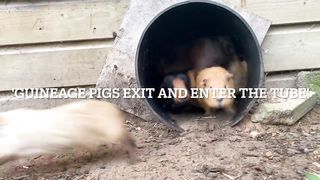 Guinea pigs exit and enter the tube 2