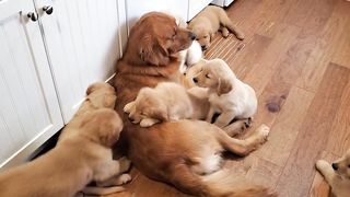 Golden Retriever Dad Babysits Puppies