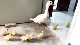 The mother duck took the duckling to find the nanny kitten to sleep with. cute and funny animal????????