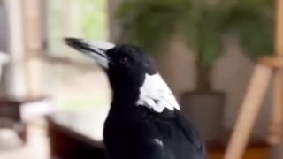 Magpie that fell out of the nest grew up with a dog and thinks she is a dog
