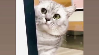 CAT DANCING