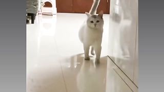 KUCING……….