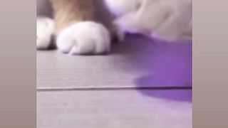 BEAUTIFUL CAT