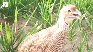 teetar ki awaz,gry pheasant bird beautifull awaz
