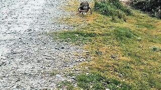 Bird survive