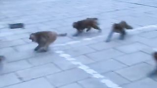 fighting over females 2