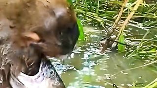 It's a pity that his hands were eaten by fish