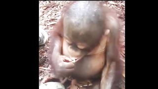 Little Monkey Otan