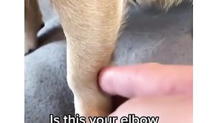 funny dog part 1