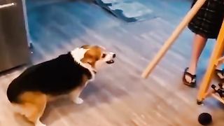 Funny dog Part 2