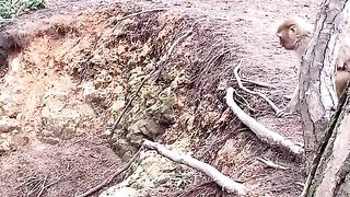 mother monkeys have a scary fight