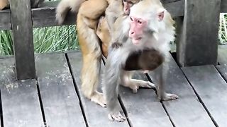 mother monkey calls male