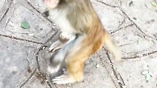 The monkey's hand was broken