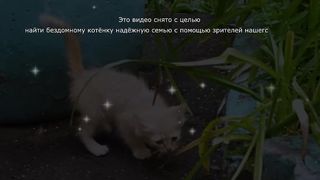 Спасение грустного котенка от блох. Котенок ищет дом _ SANI vlog