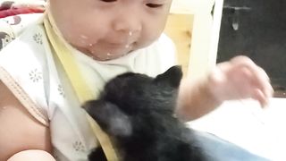 fighting between babies and kitten