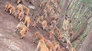 what's with all the monkeys up the hill