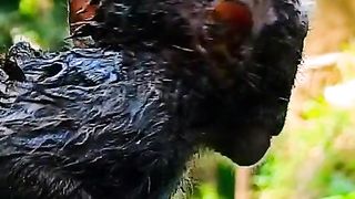 little monkey splashed in mud hahaha