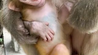 cute little baby monkey drinking mother's milk