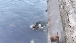 Monkeys really like bathing in the river