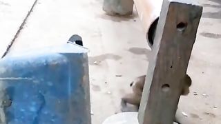 startled the little monkey's mother