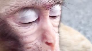the little monkey cried for his lost mother