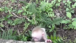 two little monkeys are trapped
