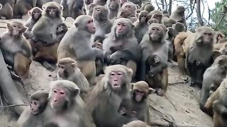 gathered around waiting for food