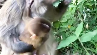 What leaves do monkey mothers eat?