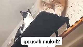 Kelakuan si ncinghahaha