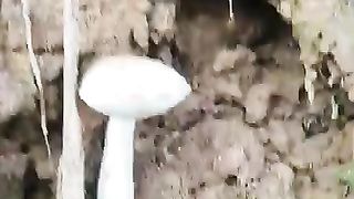 Горные грыбы