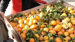 Pakistani Orange/Pakistani Malta/Canoe Orange/Fruiter Orange/sale on street orange#orange #kino