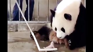 to become a panda mother
