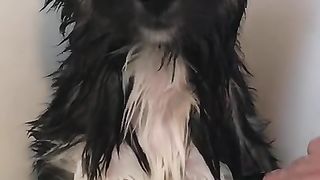 Husky Puppy Doesn't Like Bath Time.. Shorts