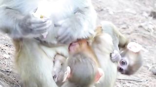 the big monkey didn't want to share the cake