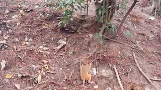clever little monkey playing with tree roots