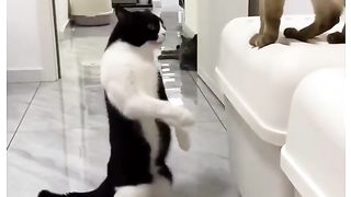 Funny Cat Viral Video 101