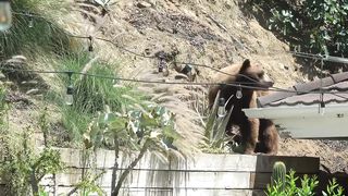Mama Bear, 2 Cubs Swim in Pool and Play with Shoes - (Arcadia, CA)