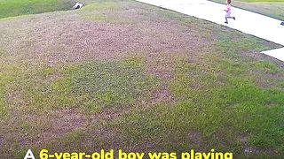 Heroic German Shepherd Protects Boy from Attacking Dog